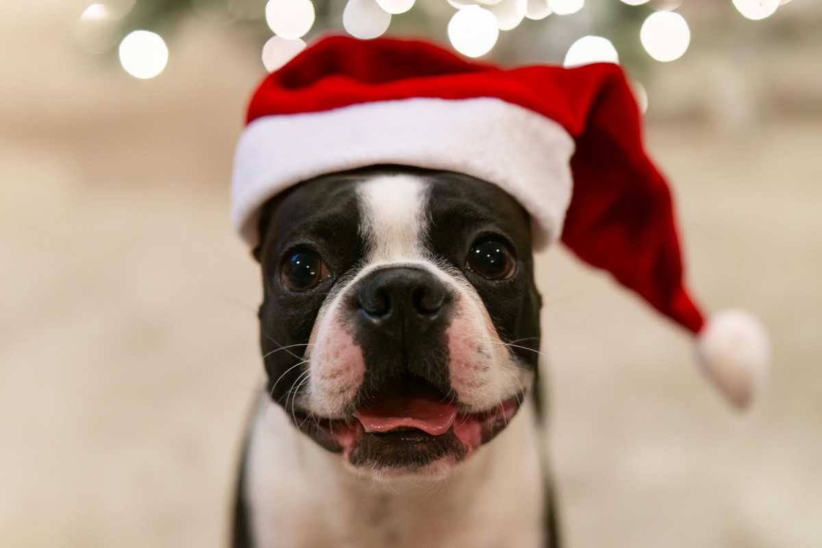 Festive Boston Terrier in Santa Hat for Christmas by Shannon Deans via Pexels